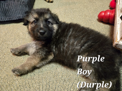 Dogs – Primrose Sands