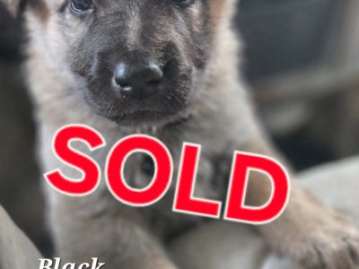 German Shepherd – Primrose Sands