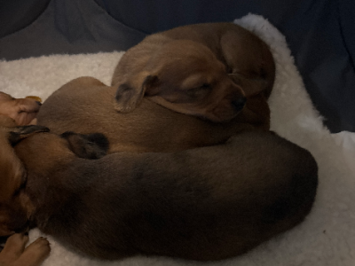 Dachshund – Lockhart