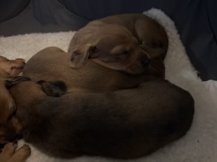 Dachshund – Lockhart