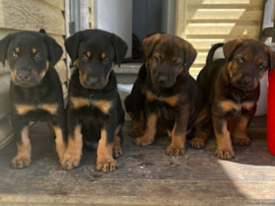 Dobermann – Pendle Hill