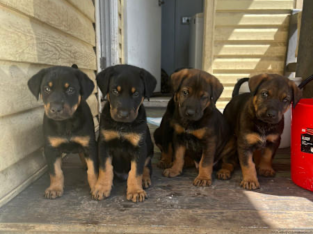 Dobermann – Pendle Hill
