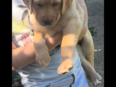 Labrador Retriever – Mango Hill