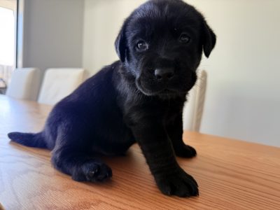 Labrador Retriever – Eumundi
