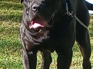 Mastiff – Taree
