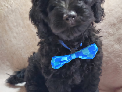 Goldendoodle – Gunn