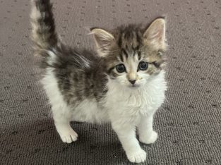 Domestic Medium Hair (DMH) – Beaumont Hills