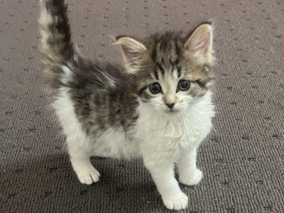 Domestic Medium Hair (DMH) – Beaumont Hills