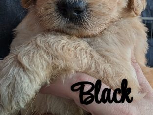 Goldendoodle – Windradyne