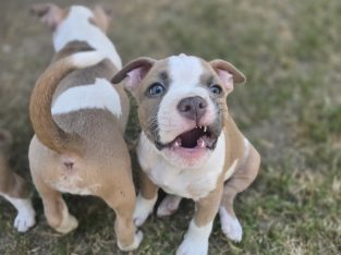 American Bulldog – Plainland