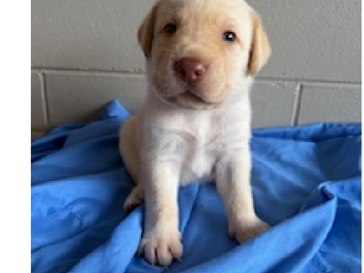 Labrador Retriever – Gordonvale