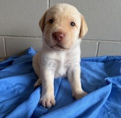 Labrador Retriever – Gordonvale