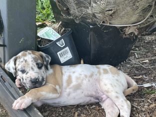 Great Dane – Georgina