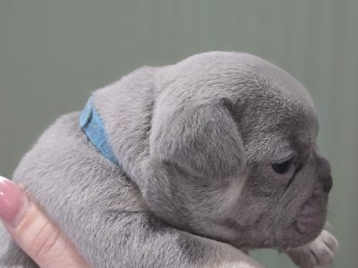 French Bulldog – Greensborough