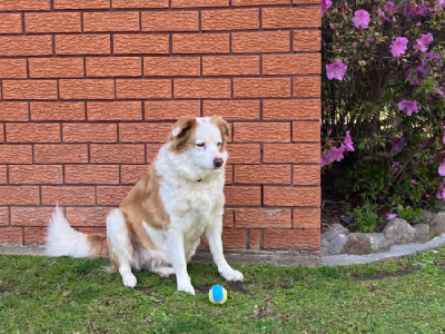 Border Collie – Springwood