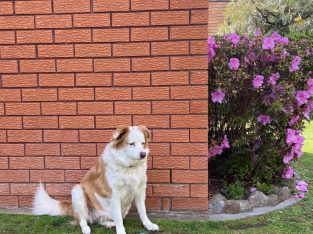 Border Collie – Springwood