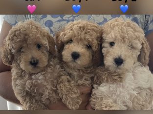 Toy Poodle – Strathpine