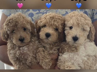 Toy Poodle – Strathpine