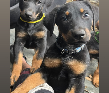 Dobermann – Pendle Hill