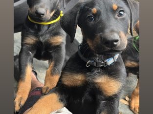 Dobermann – Pendle Hill