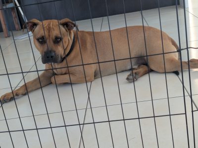 Other Dogs – Gladstone Central