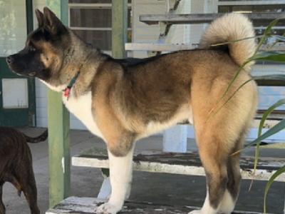 Akita – Lockyer Valley