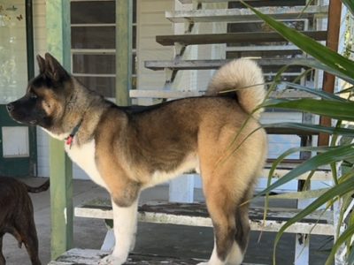 Akita – Lockyer Valley