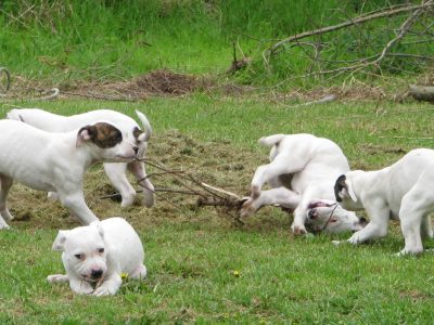 American Bulldog – Mornington Peninsula