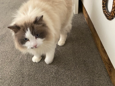 Ragdoll – Glendalough