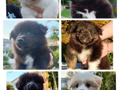 German Spitz – Albion