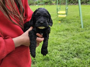 Spoodle – Warrnambool