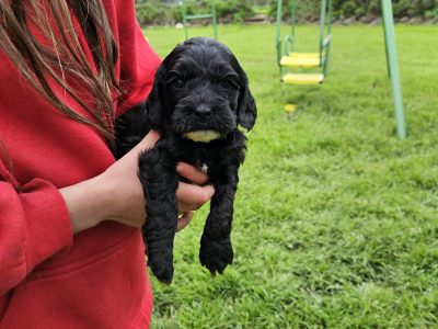 Spoodle – Warrnambool