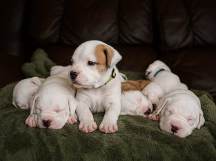 American Bulldog – Perth