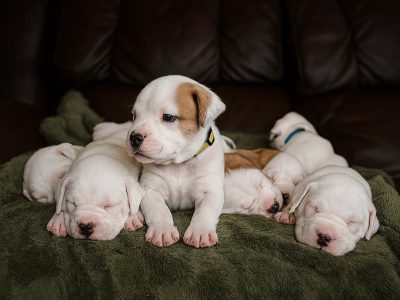 American Bulldog – Perth