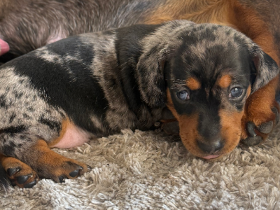 Dachshund – Wynnum