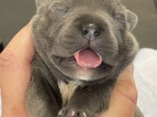 Staffordshire Bull Terrier – Jimboomba