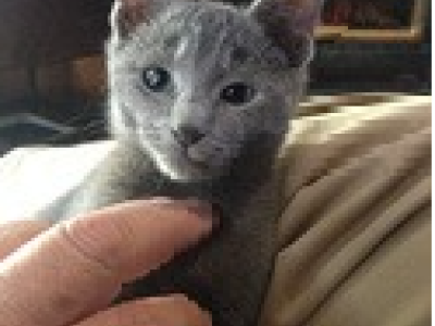 Russian Blue – Kyneton