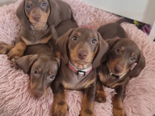 Miniature Dachshund – Aroona