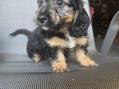 Dogs – East Toowoomba