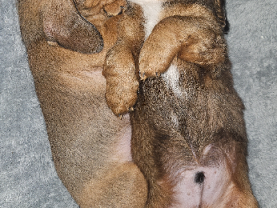 Miniature Dachshund – Caboolture