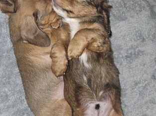 Miniature Dachshund – Caboolture