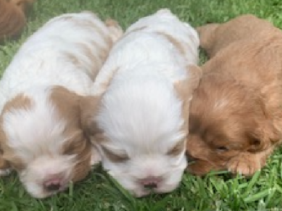 Cavalier King Charles Spaniel – Bordertown