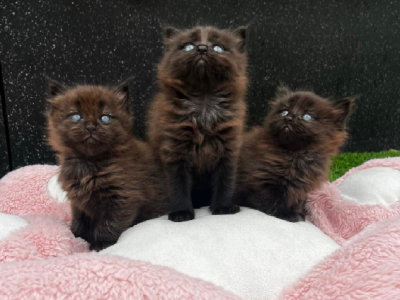 Maine Coon – Epping