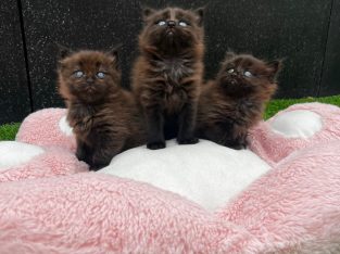 Maine Coon – Epping