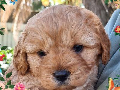 Toy Cavoodle – Albury