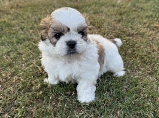 Poodle Mini – Highfields