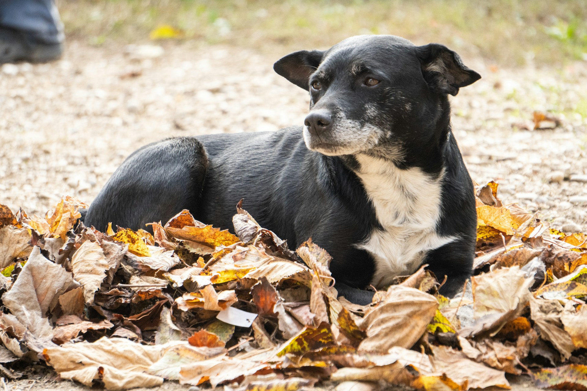 Kelpie Cross Staffy