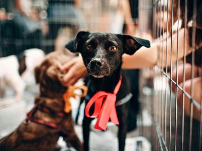 Our Complete Guide to Dog Adoption in Melbourne