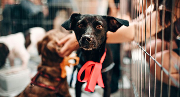 Our Complete Guide to Dog Adoption in Melbourne