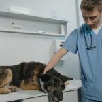 dog at vet